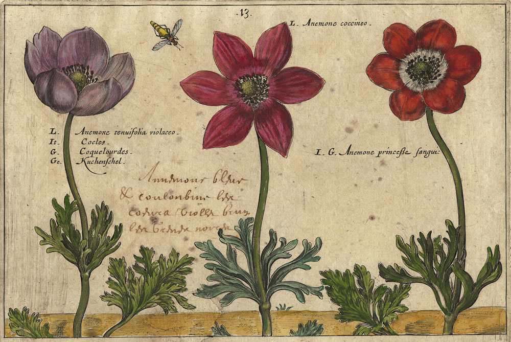 魅力の 植物画 17世紀 版画 図譜 花・植物画 Floridus Hortus Pass de