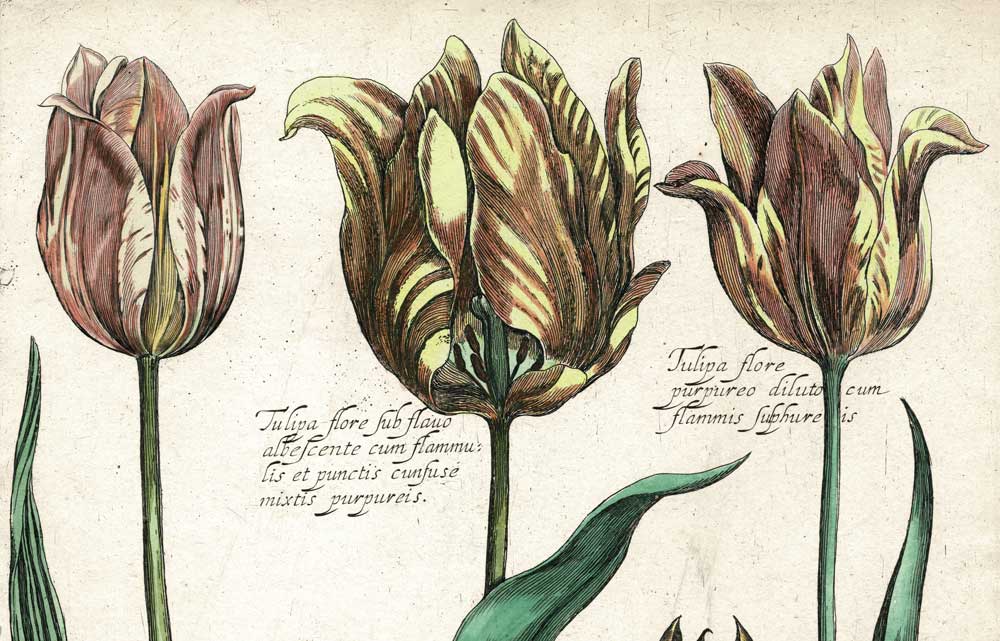 Daniel Rabel - 17th Century Botanical Engraving of Tulips - Village ...