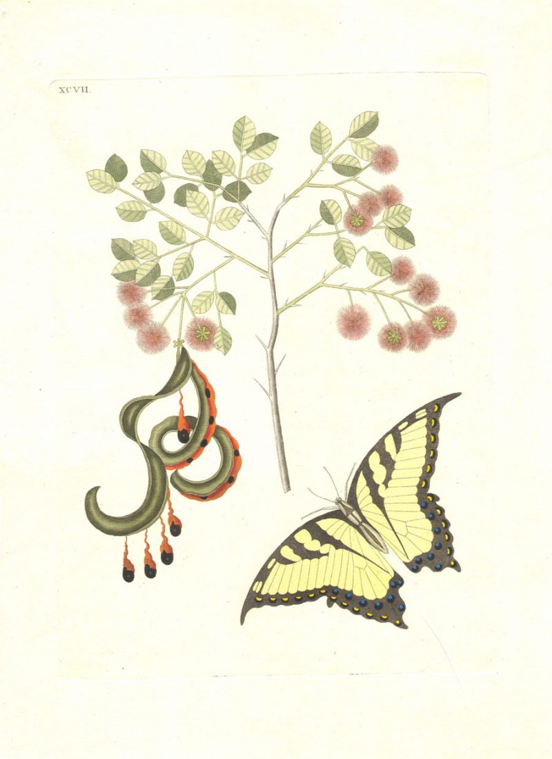 Mark Catesby - Species from the Bahamas - Acacia Tree and Butterfly ...