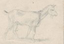 Chevrette – 19th Century Drawing of a Small Goat by Pierre de Salis